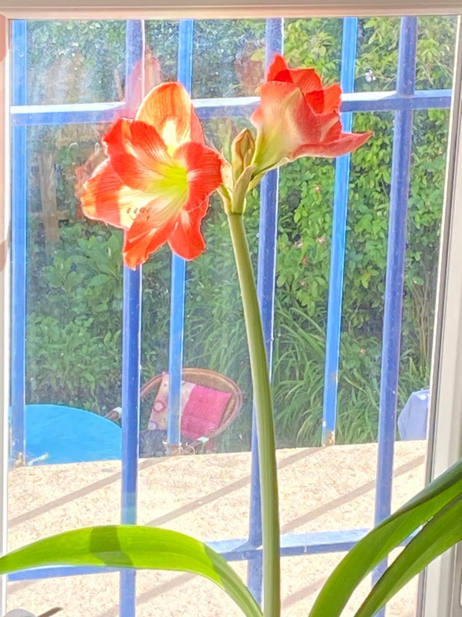 Haut De Jardin Dans Une Maison 디종 외부 사진